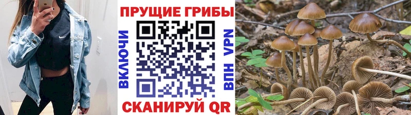 Галлюциногенные грибы Psilocybe  Сибай 